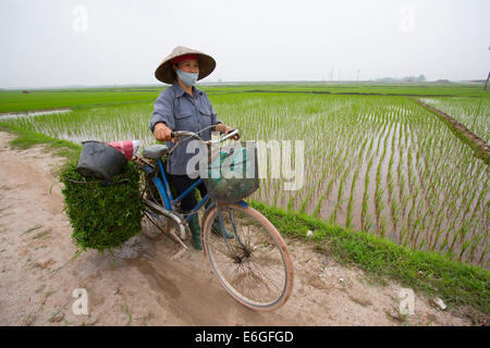 Vietnamesische Frau auf Fahrrad nicht La Hut auf Reis-Plantage Stockfoto