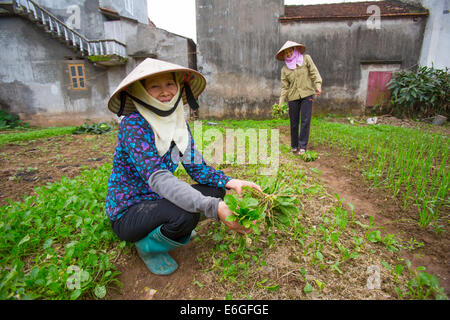 Vietnamesischen Bauern in langen Khe Dorf, Hanoi Stockfoto