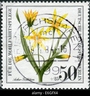 Deutschland - CIRCA 1980: Briefmarke gedruckt in Deutschland (West-Berlin), zeigt eine Blüte Gagea Arvensis, ca. 1980 Stockfoto