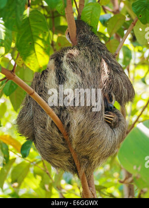 Brown-throated Faultier schläft auf einem kleinen Baum, Costa Rica, Mittelamerika Stockfoto