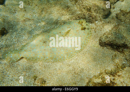 Unterwasser Pfau Flunder Fisch auf dem Meeresboden, Karibik Stockfoto