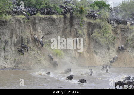 Eine massierten Herde von Tausenden und Abertausenden Gnus Kaskade einen sandigen Klippe hinunter Stockfoto