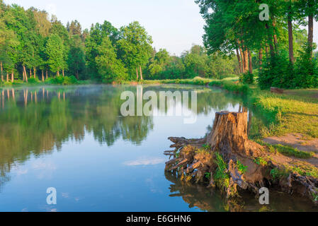 Stumpf auf dem See im Wald in der Dämmerung Stockfoto