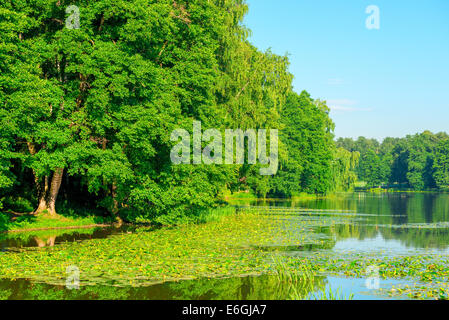 junge Rohrkolben Sumpf in den schönen sonnigen Tag Stockfoto