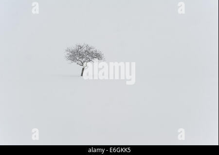 Ein Baum in einem Schnee-whiteout Stockfoto