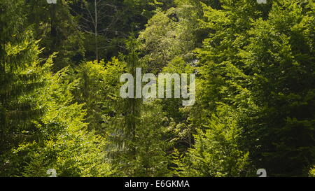 Nadelwald, Est Europe, Karpaten. Stockfoto