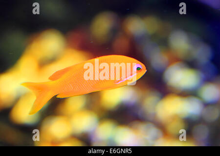 Flamme ziemlich Bassle oder Redfin Anthias (Pseudanthias Dispar) in Japan Stockfoto