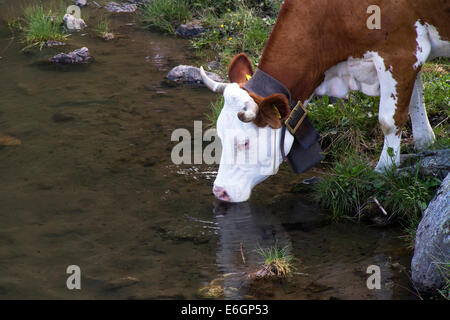 Eine Kuh in Berge-Alpen-Trinkwasser-See Stockfoto