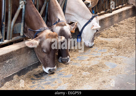 Zeile der Fütterung der Milchkühe in einem Stall auf einem Bauernhof Stockfoto