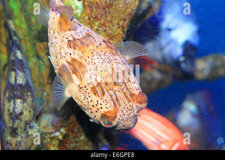 Igelfischen (Diodon Holocanthus) in Japan Stockfoto