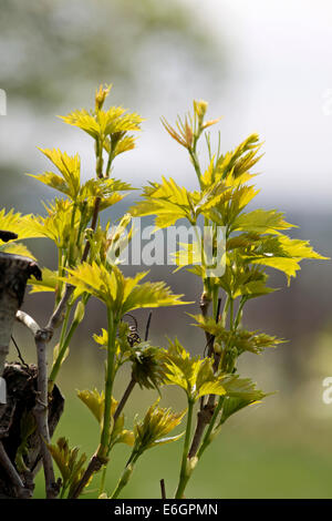 Junge Weinblätter in den Frühling am Plattensee, Ungarn Stockfoto