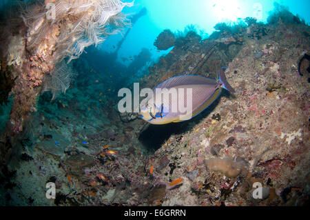 Chirurg Fische in Werft Wrack im Lhaviyani Atoll, Malediven Stockfoto