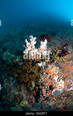 Patch von harten und weichen Korallen Kolonie in einem Korallenriff im Norden männlich "Atoll, Malediven Stockfoto