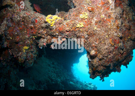 Unterwasser Höhle Feydhoo Finolhu Wand, Nord Male "Atoll Stockfoto