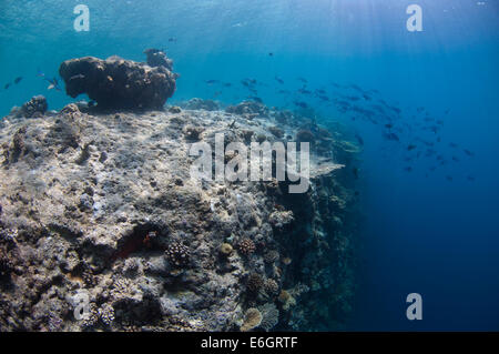 Coral Reef Drop-off Stockfoto