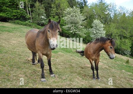 Zwei Exmoor Ponys in einem Feld in Exmoor, Hintergrund grüne Bäume, keine Menschen Stockfoto