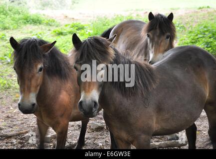 Neugierig Exmoor Ponys in einem Feld Stockfoto