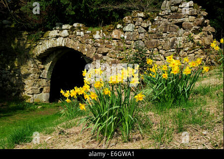 Narzissen im Gelände des Chillingham Castle in Northumberland, England Stockfoto