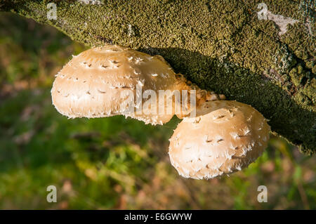 Gelbes Regal oder Halterung Pilze wachsen auf einem Baumstamm mit Moos und Flechten bedeckt Stockfoto