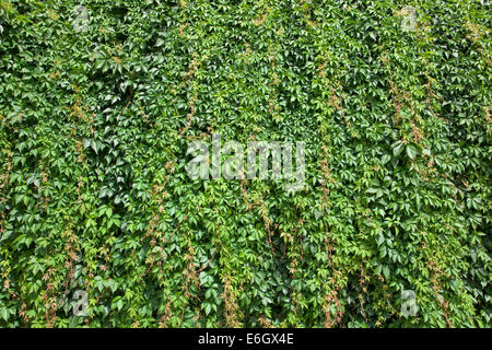 Grüne Wand Stockfoto