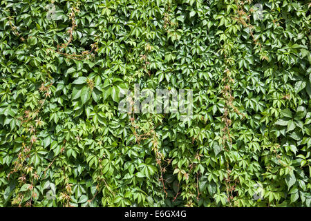 Grüne Wand Stockfoto