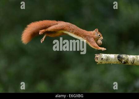 Eichhörnchen springen mit einer Walnuss Stockfoto