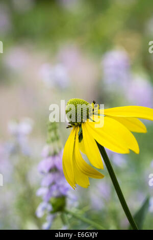 Rudbeckia. Sonnenhut wächst in einer krautigen Grenze. Stockfoto