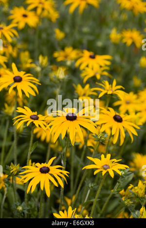 Rudbeckia Fulgida var Deamii in eine krautige Grenze. Stockfoto