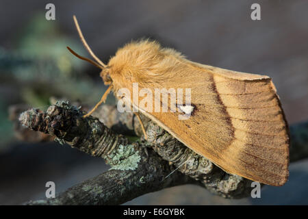 Eiche Eggar (Lasiocampa Quercus) weiblichen Falter Slapton Ley Devon England Europa August Stockfoto