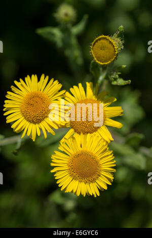 Gemeinsamen Berufkraut (Pulicaria Dysenterica) Blumen Andreaskirche Holz Devon UK Europe Stockfoto