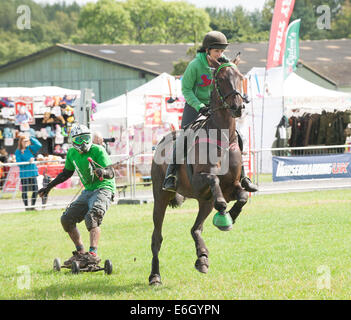 Knutsford, Cheshire, UK. 23. August 2014. Pferd Tote Taube im Wettbewerb bei den Horseboarding Meisterschaften an der Cheshire Showground, Knutsford statt. Bestandteil der Cheshire Spiel und Country Fair, die über Bank Holiday Montag weiter.  Bildnachweis: Howard Barlow / Alamy Live News Stockfoto