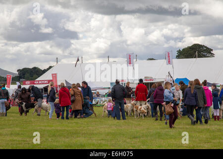 Wensleydale Landwirtschaftsausstellung. 22. August 2014. Leyburn. North Yorkshire. Massen der Agricultural Show in wechselhaften Wetter zu genießen. Bildnachweis: Keith J Smith. / Alamy Live News Stockfoto