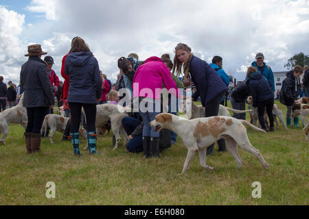 Wensleydale Landwirtschaftsausstellung. 22. August 2014. Leyburn. North Yorkshire. Massen der Agricultural Show in wechselhaften Wetter zu genießen. Zeigt die Jagd-Hunde und Leute treffen zu lassen. Bildnachweis: Keith J Smith. / Alamy Live News Stockfoto