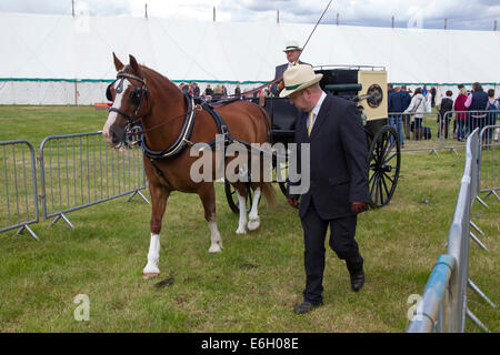 Wensleydale Landwirtschaftsausstellung. 22. August 2014. Leyburn. North Yorkshire. Massen der Agricultural Show in wechselhaften Wetter zu genießen. Bildnachweis: Keith J Smith. / Alamy Live News Stockfoto