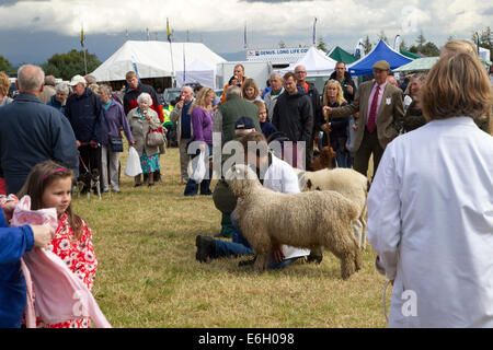 Wensleydale Landwirtschaftsausstellung. 22. August 2014. Leyburn. North Yorkshire. Massen der Agricultural Show in wechselhaften Wetter zu genießen. Bildnachweis: Keith J Smith. / Alamy Live News Stockfoto