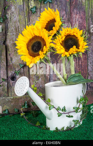 Drei Sonnenblumen in eine dekorative Gießkanne gegen eine verwitterte Gartenzaun Stockfoto