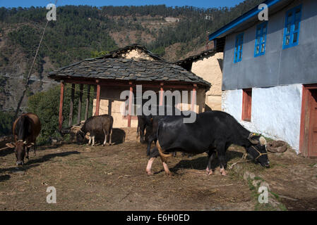 Ein Tagebuch mit einem Wasserbüffel an Kogi, Bauernhäuser ein traditionelles Himachal Dorf mit alten hölzernen in Indien Stockfoto