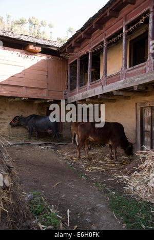 Ein Tagebuch mit einem Wasserbüffel an Kogi, Bauernhäuser ein traditionelles Himachal Dorf mit alten hölzernen in Indien Stockfoto