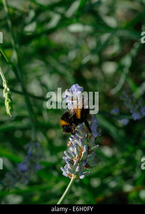 Buff-Tailed Hummel auf einer Lavendel Blume. Stockfoto