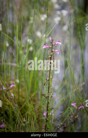 Rot Rassel (Pedicularis Palustris) Stockfoto