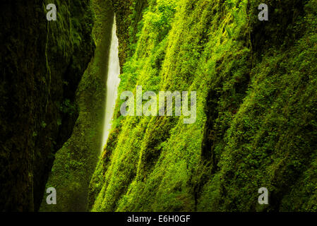 Oneonta Schlucht und Creek. Columbia River Gorge National Scenic Bereich, Oregon Stockfoto