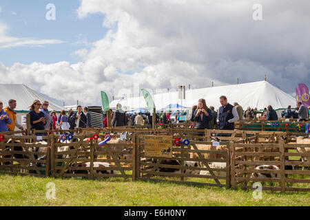 Wensleydale Landwirtschaftsausstellung. 22. August 2014. Leyburn. North Yorkshire. Massen der Agricultural Show in wechselhaften Wetter zu genießen. Bildnachweis: Keith J Smith. / Alamy Live News Stockfoto