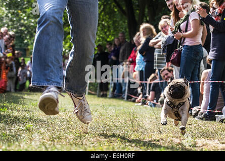 Berlin, Deutschland. 23. August 2014. Ein Mops läuft während der 5. internationalen Tagung des Pugs in Berlin, Deutschland, 23. August 2014. Foto: Paul Zinken/Dpa/Alamy Live News Stockfoto