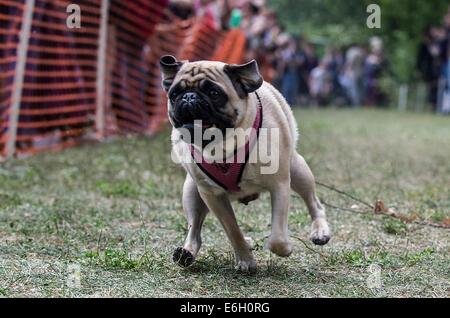 Berlin, Deutschland. 23. August 2014. Ein Mops läuft während der 5. internationalen Tagung des Pugs in Berlin, Deutschland, 23. August 2014. Foto: Paul Zinken/Dpa/Alamy Live News Stockfoto