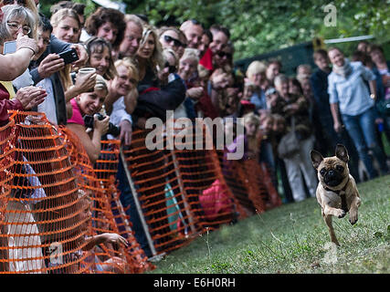 Berlin, Deutschland. 23. August 2014. Ein Mops läuft während der 5. internationalen Tagung des Pugs in Berlin, Deutschland, 23. August 2014. Foto: Paul Zinken/Dpa/Alamy Live News Stockfoto