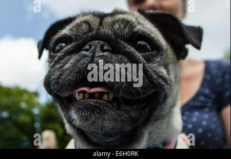 Berlin, Deutschland. 23. August 2014. Ein Mops ist während der 5. internationalen Tagung des Pugs in Berlin, Deutschland, 23. August 2014 abgebildet. Foto: Paul Zinken/Dpa/Alamy Live News Stockfoto