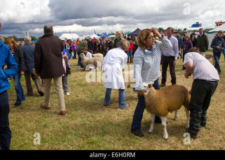 Wensleydale Landwirtschaftsausstellung. 22. August 2014. Leyburn. North Yorkshire. Massen der Agricultural Show in wechselhaften Wetter zu genießen. Bildnachweis: Keith J Smith. / Alamy Live News Stockfoto