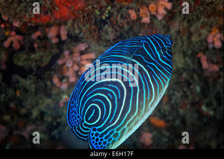 Juvenile Kaiser Angelfish auf den Malediven, Indischer Ozean Stockfoto