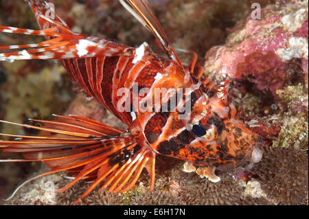 Spotfin Lionfish in Malediven, Indischer Ozean Stockfoto