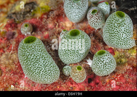 Ascidian auf den Malediven, Indischer Ozean Stockfoto